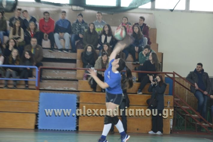 volley _1ogel-kassandra031